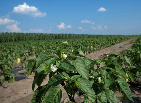 Agriculture, blossoming paprika plants in field with green leaves, white flowers and blue sky with white cloudsの写真素材