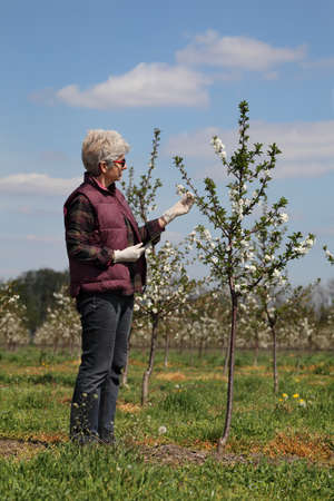 Female agronomist or  farmer examining blossoming cherry trees in orchard,  with protective gloves on hands and tabletの写真素材