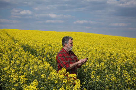 Farmer or agronomist  inspecting quality of canola plants in field and typing to  mobile phone, oil rape in springの写真素材