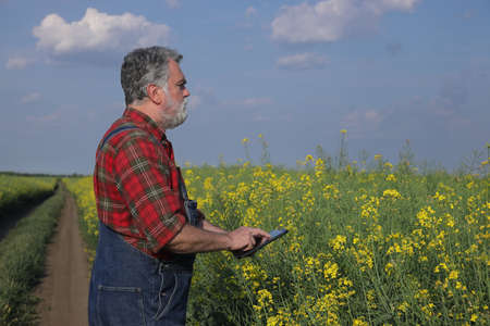 Farmer or agronomist inspecting quality of canola in early spring using tabletの写真素材