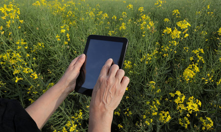Farmer or agronomist inspecting quality of canola in early spring using tablet, closeup of hands and computerの写真素材