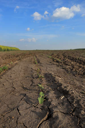 Drought after flood in soy bean field with cracked land and young small damaged plants with blue sky and white cloudsの写真素材
