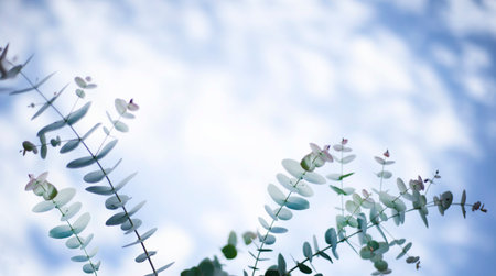 A branch of eucalyptus cyneria against the background of blue sky. Copy space for text. corner.の写真素材