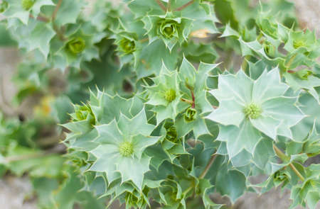 Green vegetable backgrounds. Thorny dune plants. Seaside eryngium. Eryngium maritimum L.の写真素材
