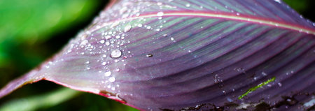 Purple large leaf with drops. Backgrounds from tropical leaves. banana thickets.