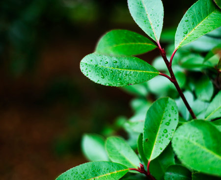 Juicy green leaves with raindrops on a black background. Copy space for text. card. Invitation....