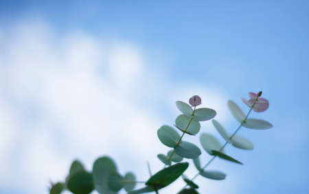 Eucalyptus branch against blue sky background. Leaves. Cyneria eucalyptus.の写真素材