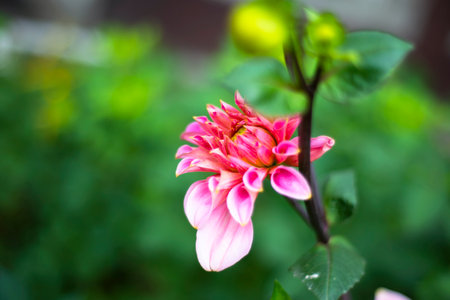Dahlia expanding flower. young flower.の写真素材