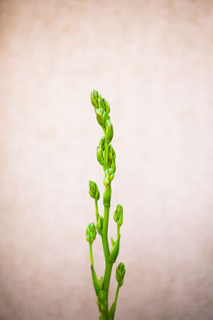 Plant on a pink background wall. minimal plant artの写真素材