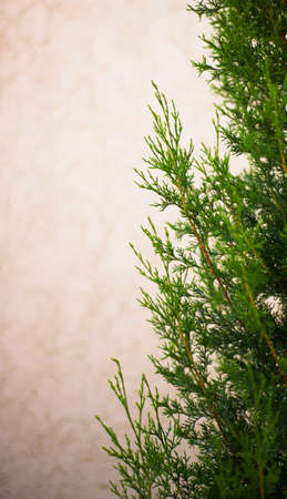 Green branches of cypress on a pink background. Copy space for text. postcard. Invitation.の写真素材