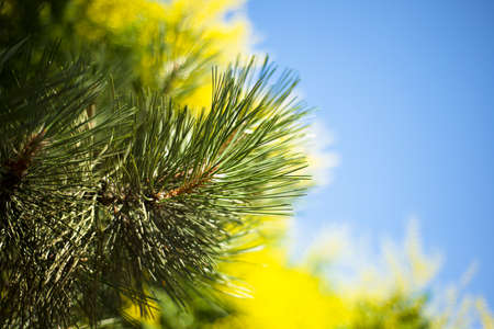 natural backgrounds. Frame for text. blue sky. Cedar branches and yellow defocused flowers. postcard. Invitation.の写真素材