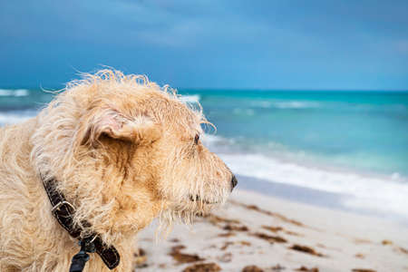 Muzzle of a dog on the beach against the background of the turquoise sea. The dog looks into the distance into the sea into the ocean.の写真素材