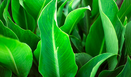 Backgrounds from green banana leaves. leaf texture. Tropics.