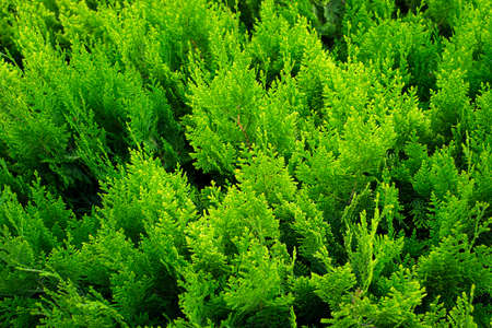 Cypress green backgrounds. Evergreens. bushes.の写真素材