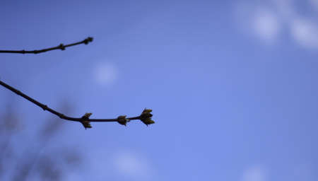 Branch of a tree with buds on a background of blue sky. Revitalizing nature in spring.の写真素材