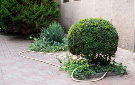 Round trimmed bush. Plants. garden. water hose. patio.の写真素材
