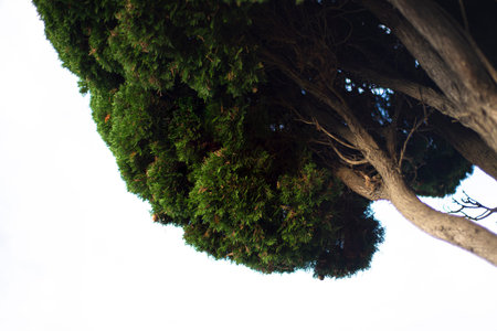 Mighty evergreen tree on a white background. bottom view. Copy space for text.