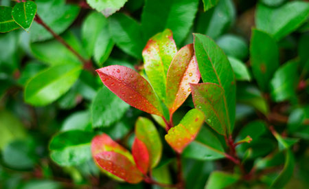 Green bush with blushing leaves. autumn backgrounds. Drops. The transition from summer to autumn.の写真素材