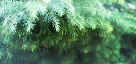natural green backgrounds. Spruce. christmas tree. Evergreen. wallpaper.
