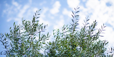 Olive branches against the sky.の写真素材