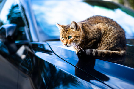 A tabby cat with green eyes sits on the hood of a car.