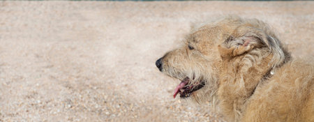 An old domestic dog on the background of a sandy beach. Copy space for text.