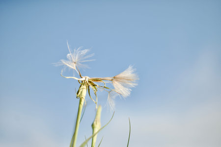 A flying dandelion. A dandelion without white seeds on a blue sky. flower stems.