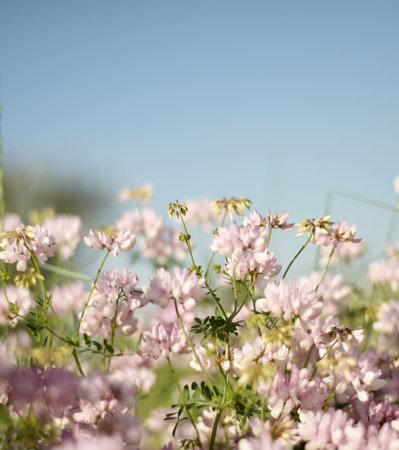 Clover flowers on blue sky. Medicinal plants. Flavonoids and phytoestrogens. Essential oils and...