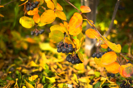 Black ripe bunches of berries and autumn yellow leaves. autumn backgrounds.