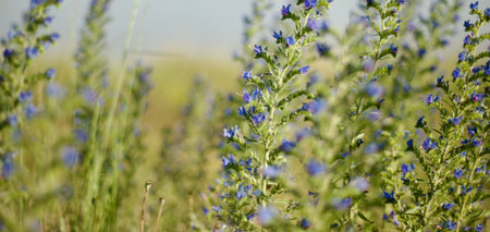 Meadow flowering backgrounds. Field plants and flowers. Grass and sky. motherland. Rural wild scene....