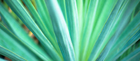 Natural green backgrounds and textures. Defocused striped abstract background.の写真素材