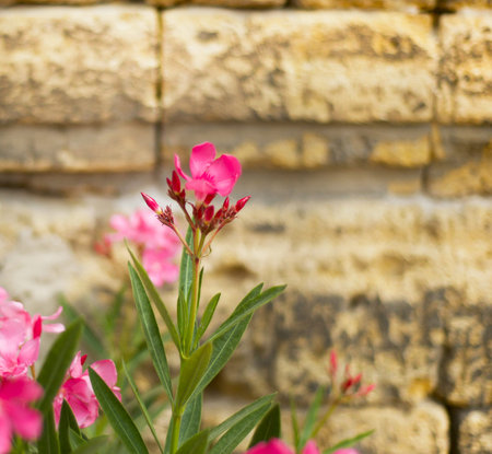 Pink flowers on a stone wall. Wall of Tears. Bloom. Memorable dates. event.