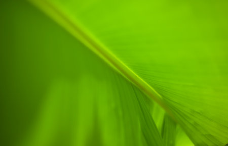 Green backgrounds. The structure of the sheet is defocused. Texture.の写真素材