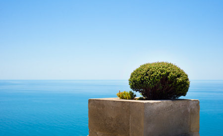 Sheared thyme bush in a cubic natural stone pot. Horizon sea and blue sky. Idyll. Yard. Copy space for text.の写真素材