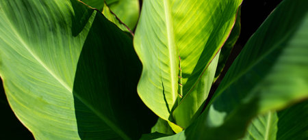 Green banana leaves. Natural vegetable backgrounds. A tropical forest. Jungle.