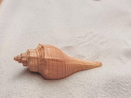 A single orange seashell rests peacefully on soft white sand.