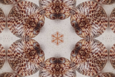 A symmetrical seashell starburst pattern created with repeating shells. Ideal for backgrounds,...