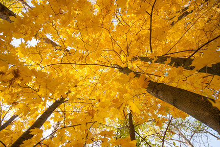 Autumn maple yellow orange leaves fall in the park. Sky view
