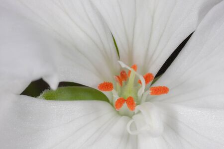 White geranium flower macro. Close up. Backgroundの写真素材