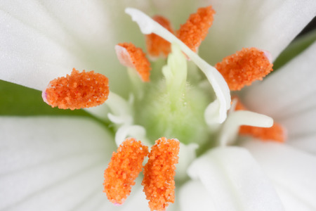 White geranium flower macro. Close up. Backgroundの写真素材