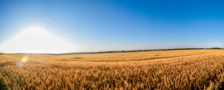 Rye field in a sunny day with light blue sky panorama.の写真素材