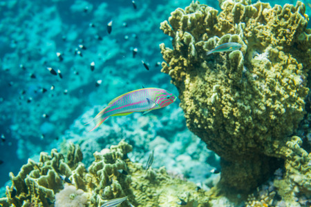Underwater landscape. Red sea coral reef. Thalasoma klunzingeri portrait. Chromis dimidiata on the backgroundの写真素材