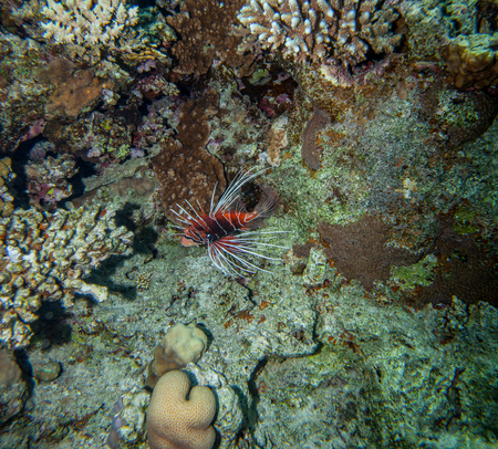 Underwater landscape. Red sea coral reef, red lionfish swimming near the bottomの写真素材