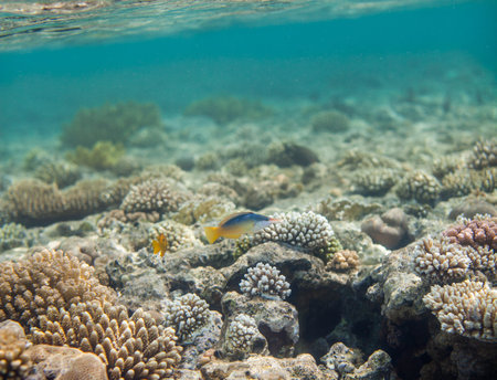 Bird wrasse - gomphosus caeruleus female swiminng in red sea near corals