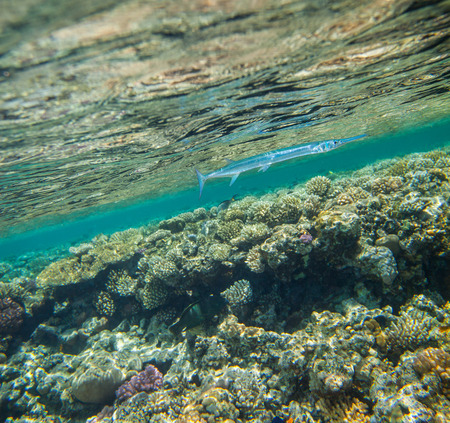 Needlefish , Tylosurus crocodilus, swimming in red sea near the beautiful coral reefの写真素材