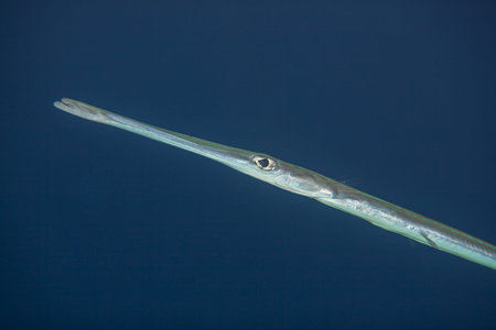 Close portrait of cornetfish - fistularia commersonii - smooth flutemouth - bluespotted cornetfishの写真素材