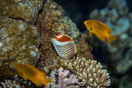 Tropical fish - Eritrean butterflyfish eating coral polyps in red seaの写真素材