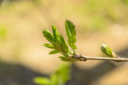 Blossoming of buds on the trees in the Park in the spring.の写真素材