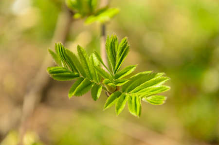 Blossoming of buds on the trees in the Park in the spring.の写真素材