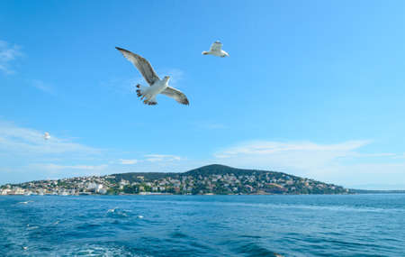 The Seagull on the island of Buyukada, the princes Islands, the sea of Marmara.の写真素材